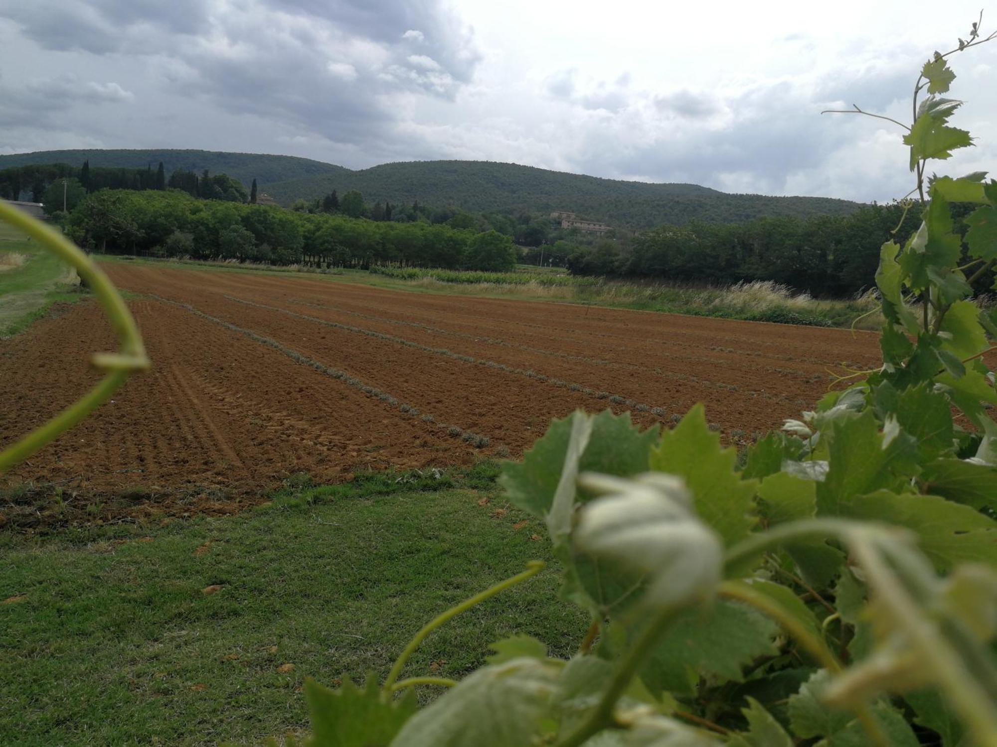 Claudia Vacanza Toscana - Appartamento Melograno -10 Min Da Siena Sovicille Quarto foto